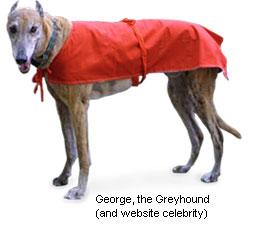 i-test-greyhound.jpg